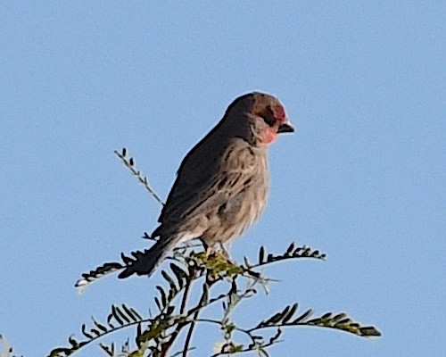 House Finch - ML626182700