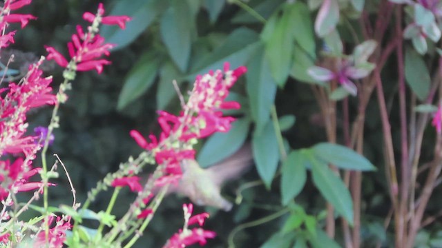 Colibri roux ou C. d'Allen - ML626182717