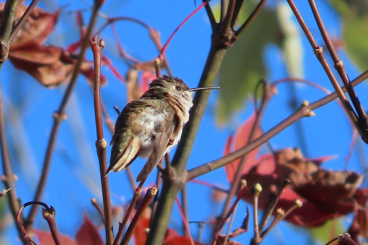 Rufous/Allen's Hummingbird - ML626182762