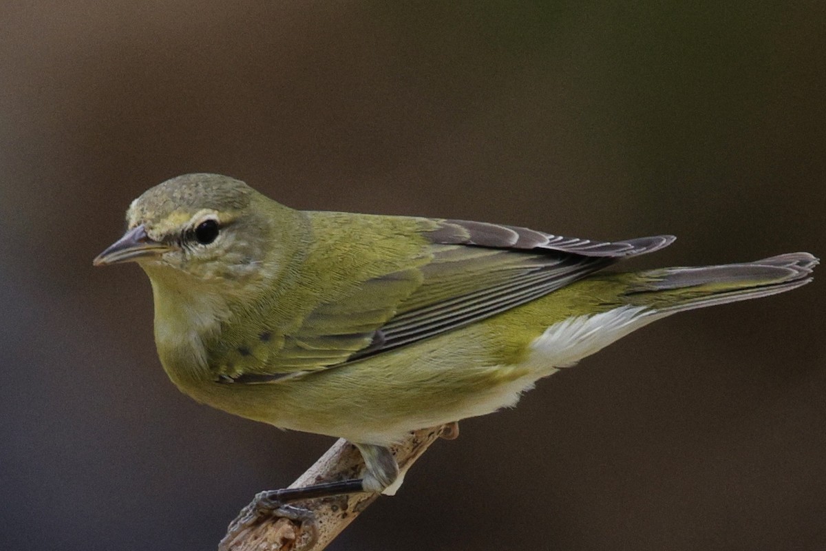 Tennessee Warbler - ML626182804