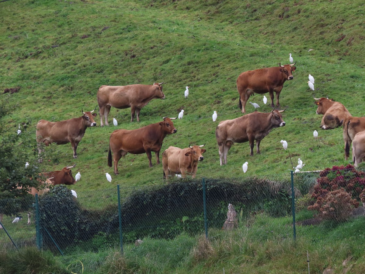 Western Cattle-Egret - ML626182847