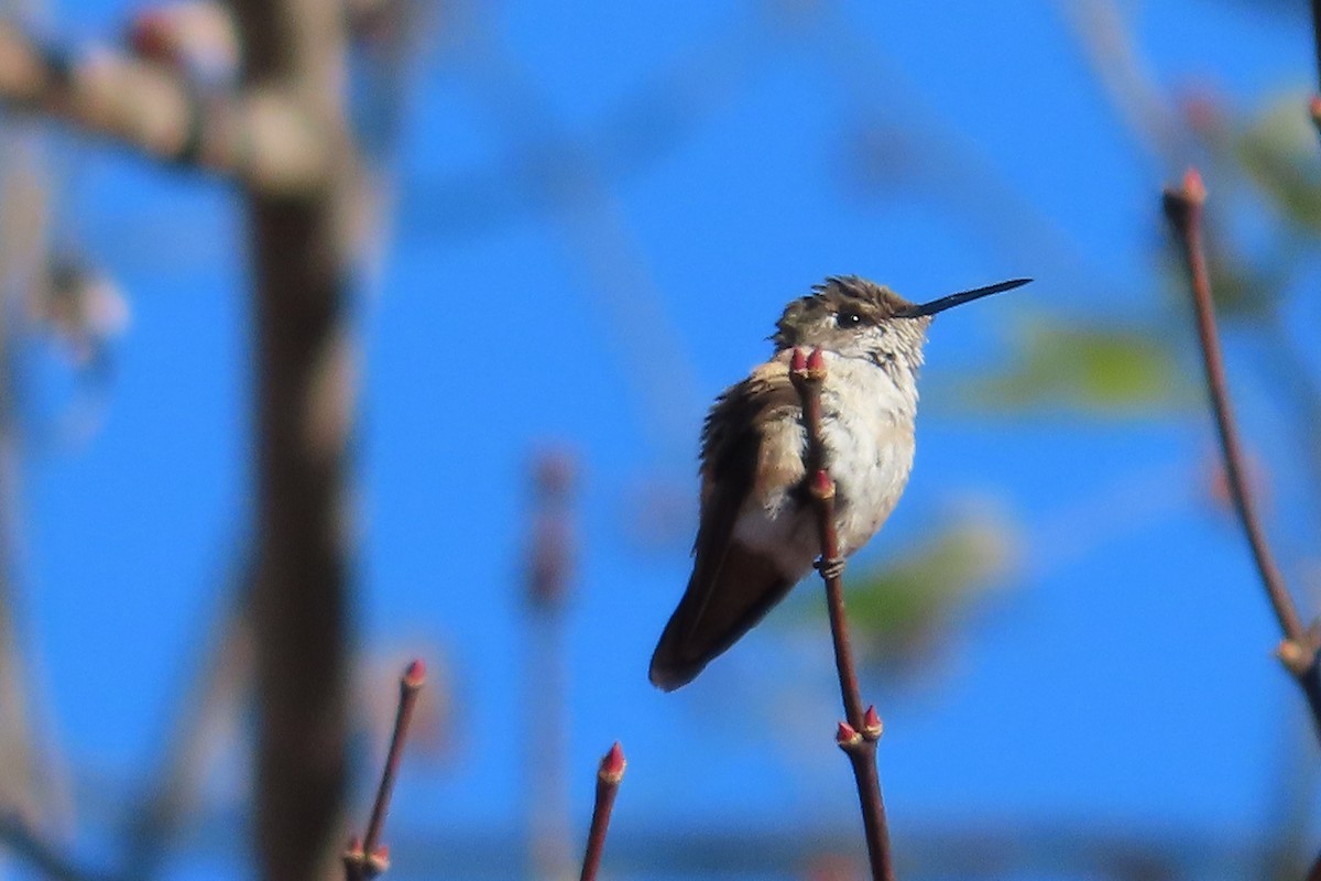 Rufous/Allen's Hummingbird - ML626182854