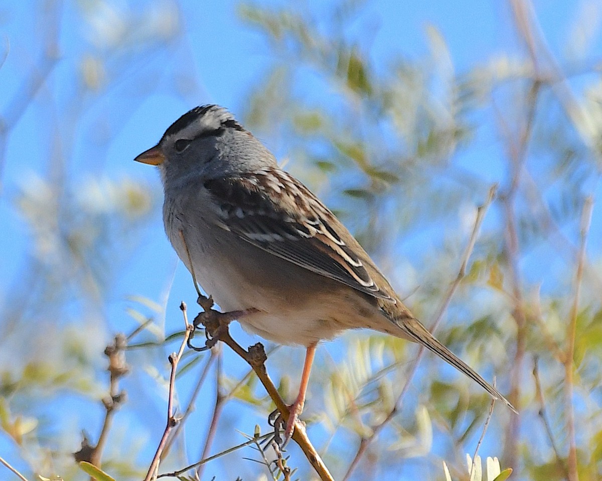 White-crowned Sparrow - ML626182888