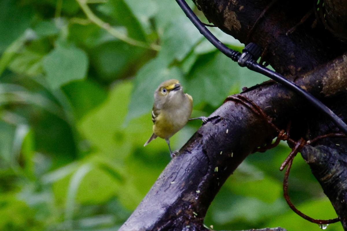 White-eyed Vireo - ML626182912