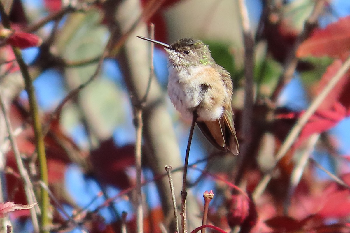Rufous/Allen's Hummingbird - ML626182914