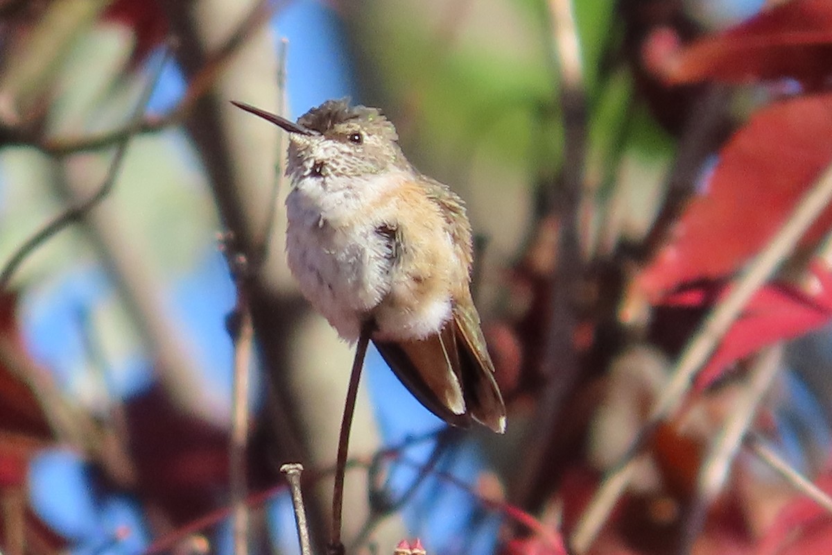 Rufous/Allen's Hummingbird - ML626182940