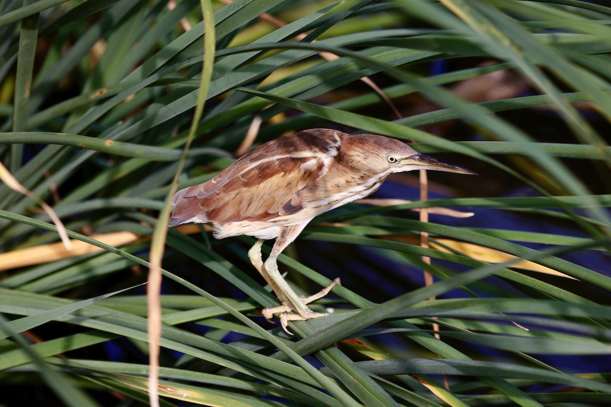 Least Bittern - ML626183043