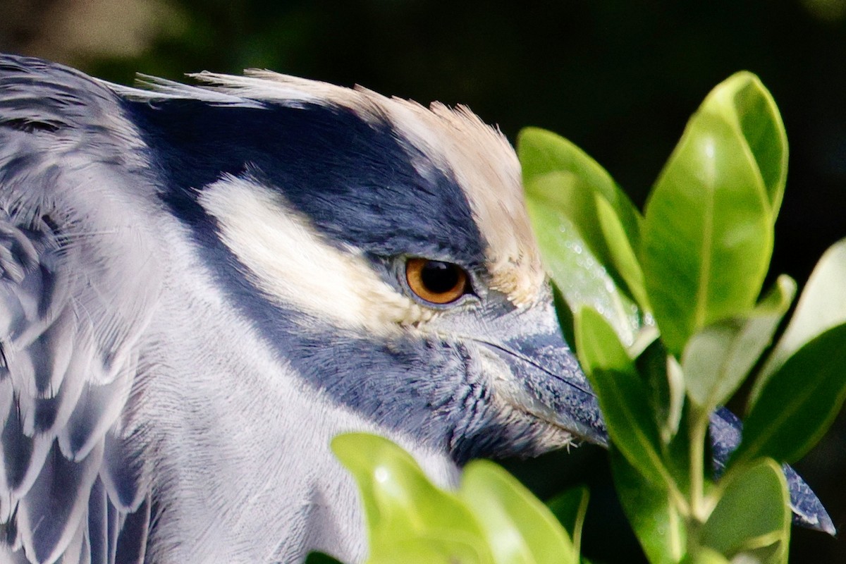 Yellow-crowned Night Heron - ML626183060