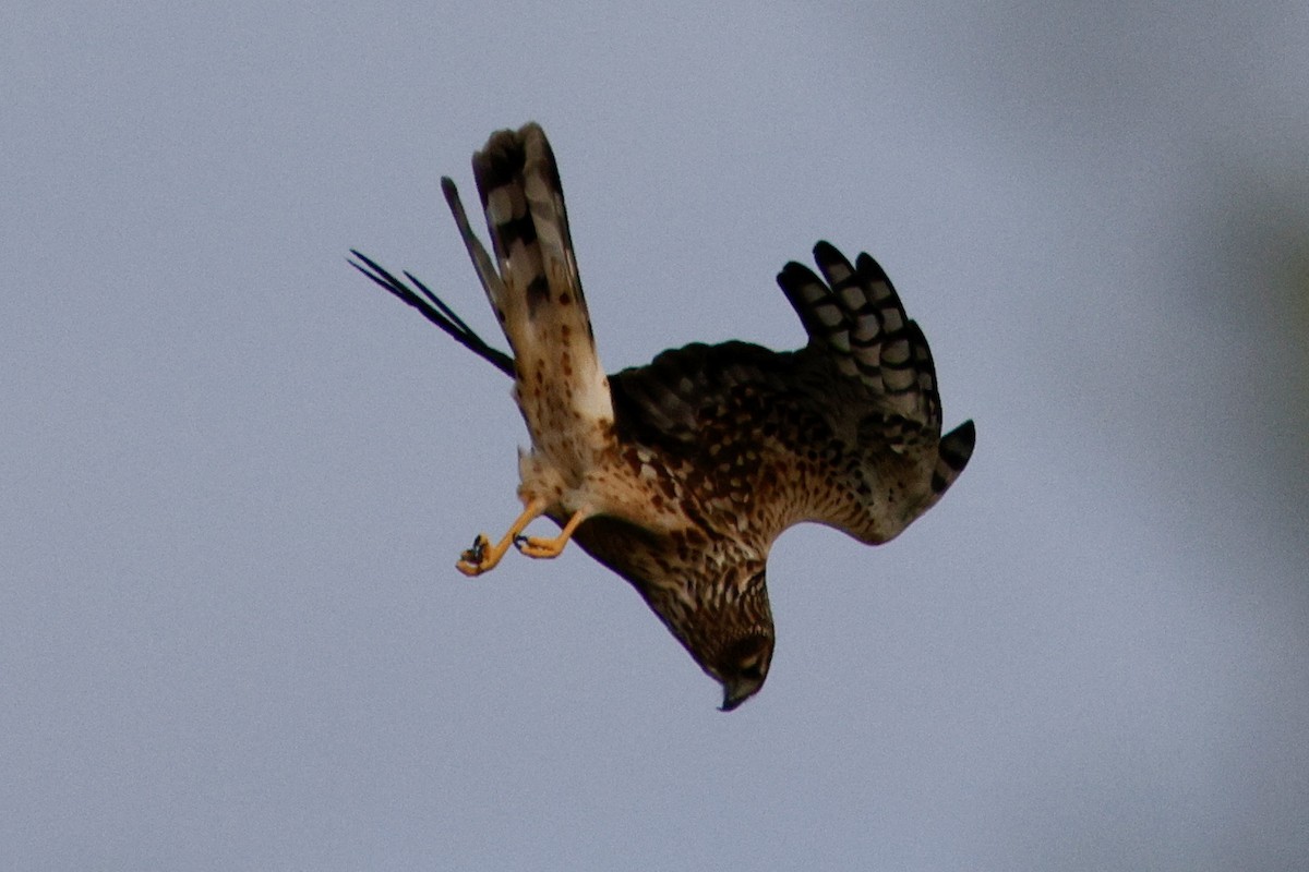 Northern Harrier - ML626183192