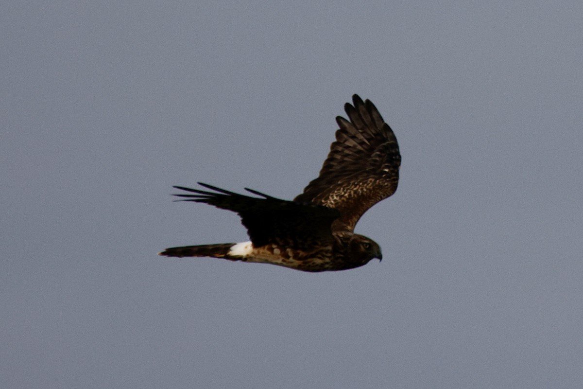 Northern Harrier - ML626183193