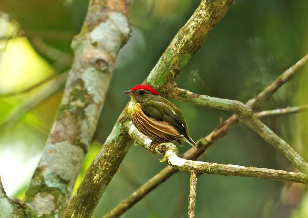 Painted Manakin - ML626183242