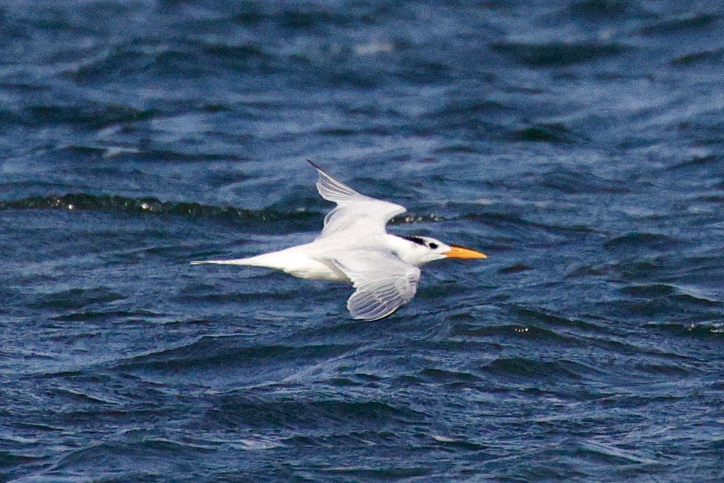 Royal Tern - ML626183243