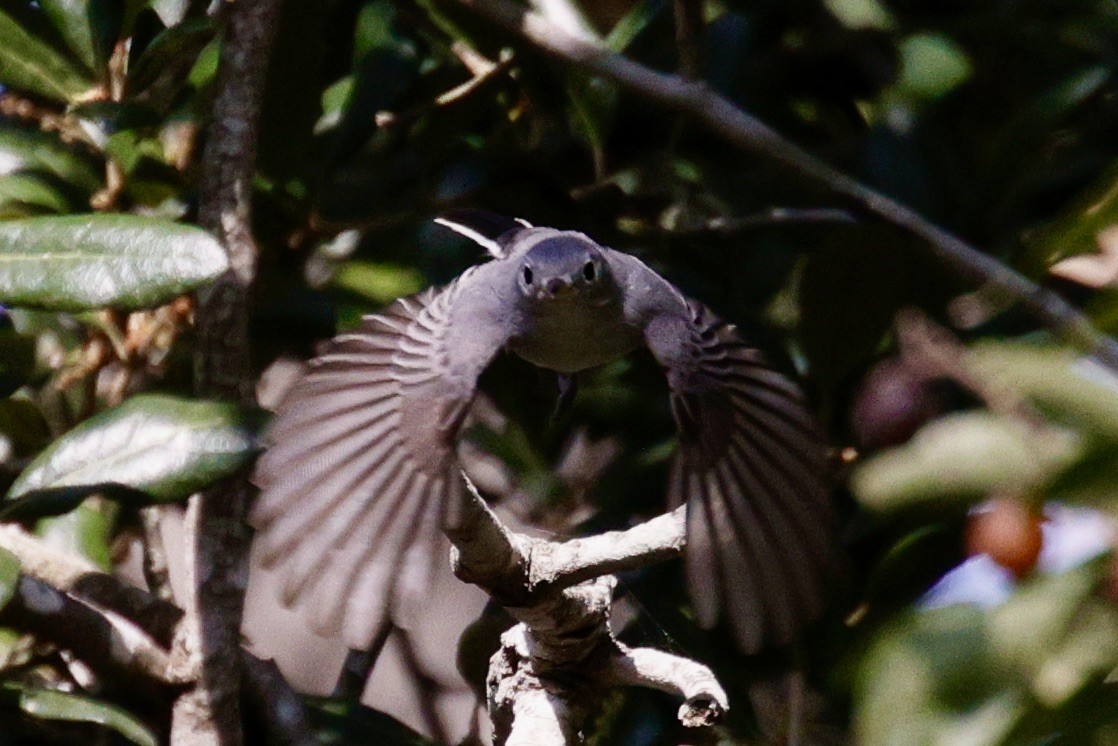 Blue-gray Gnatcatcher - ML626183312