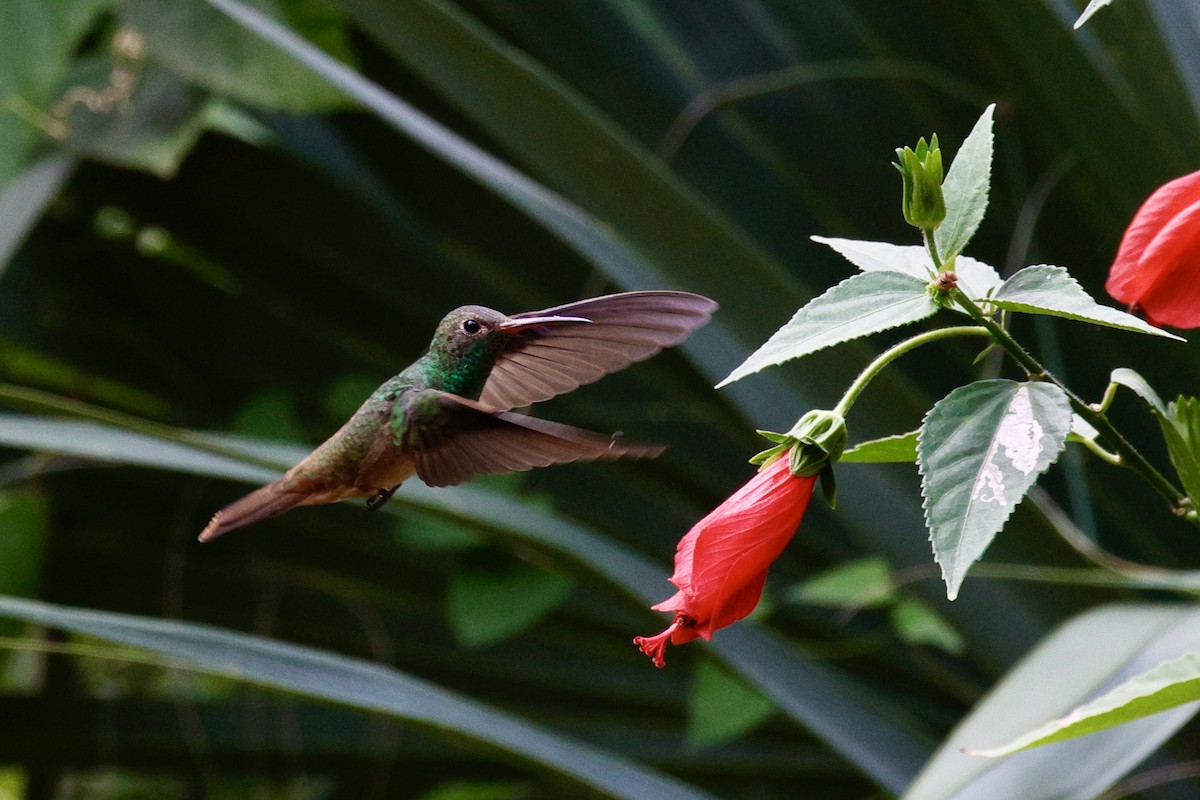 Buff-bellied Hummingbird - ML626183339