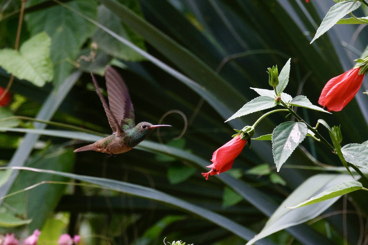 Buff-bellied Hummingbird - ML626183340