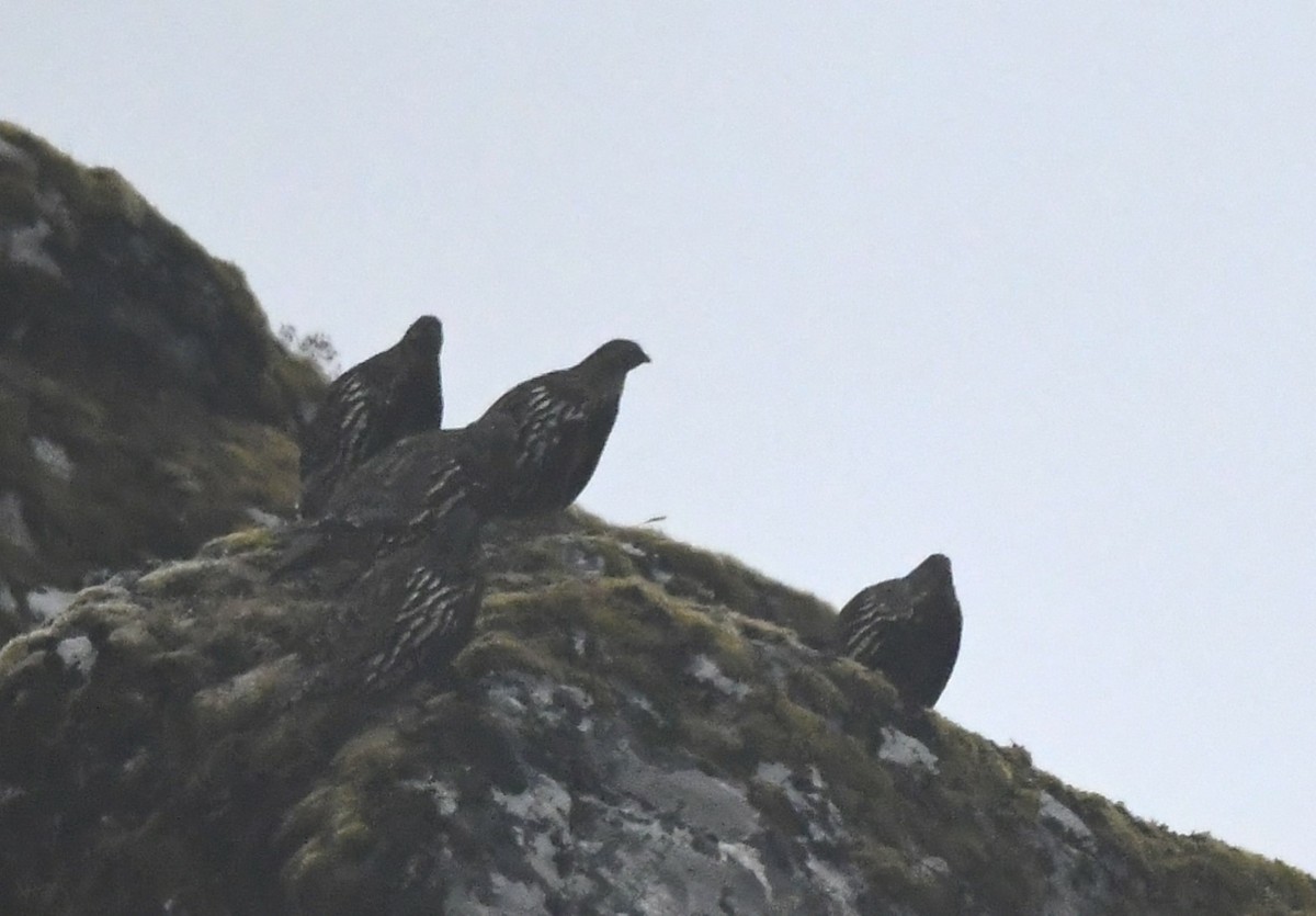 Snow Partridge - ML626183459