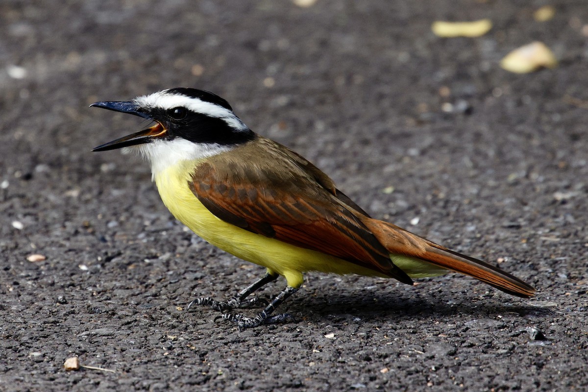 Great Kiskadee - ML626183466