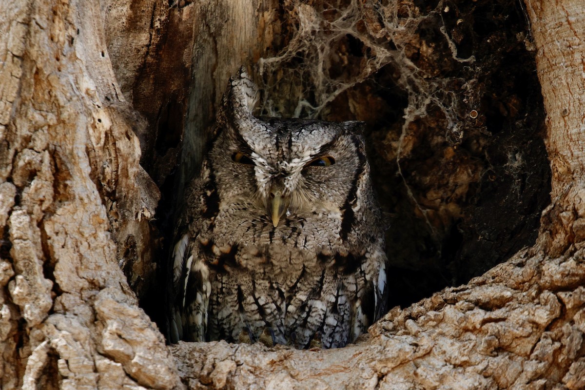 Eastern Screech-Owl (McCall's) - ML626183534