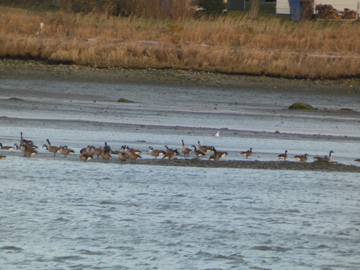 eBird Checklist 12 Nov 2024 Baie Rivière Matane 3 species (+2