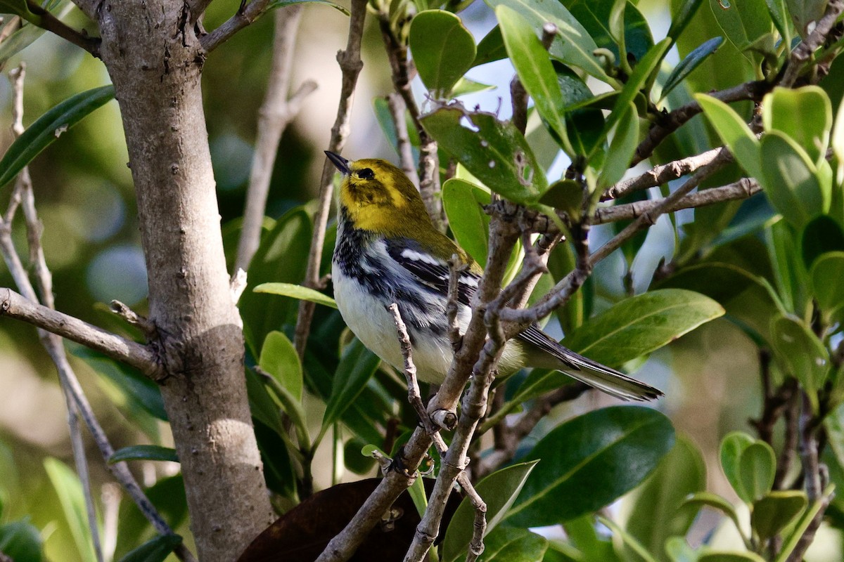 Black-throated Green Warbler - ML626183734