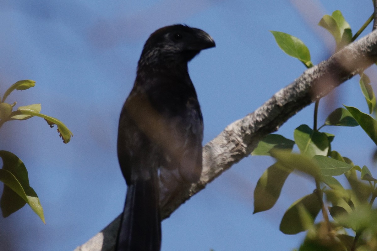 Groove-billed Ani - ML626183829