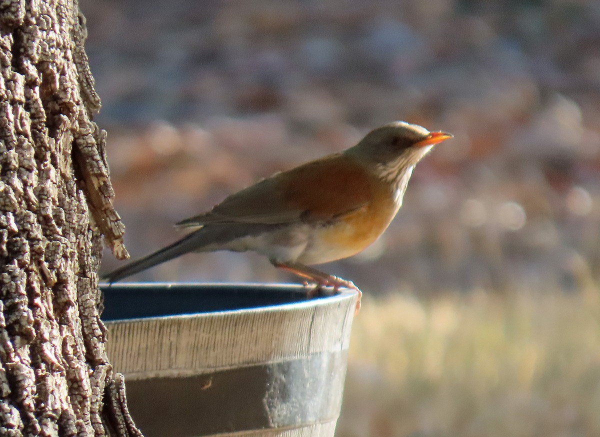 Rufous-backed Robin - ML626183845