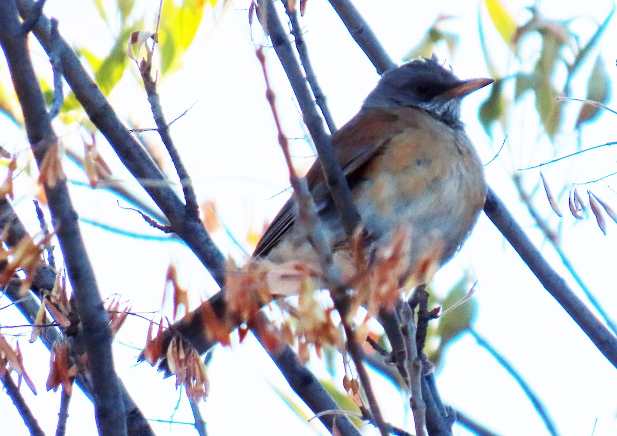 Rufous-backed Robin - ML626183855