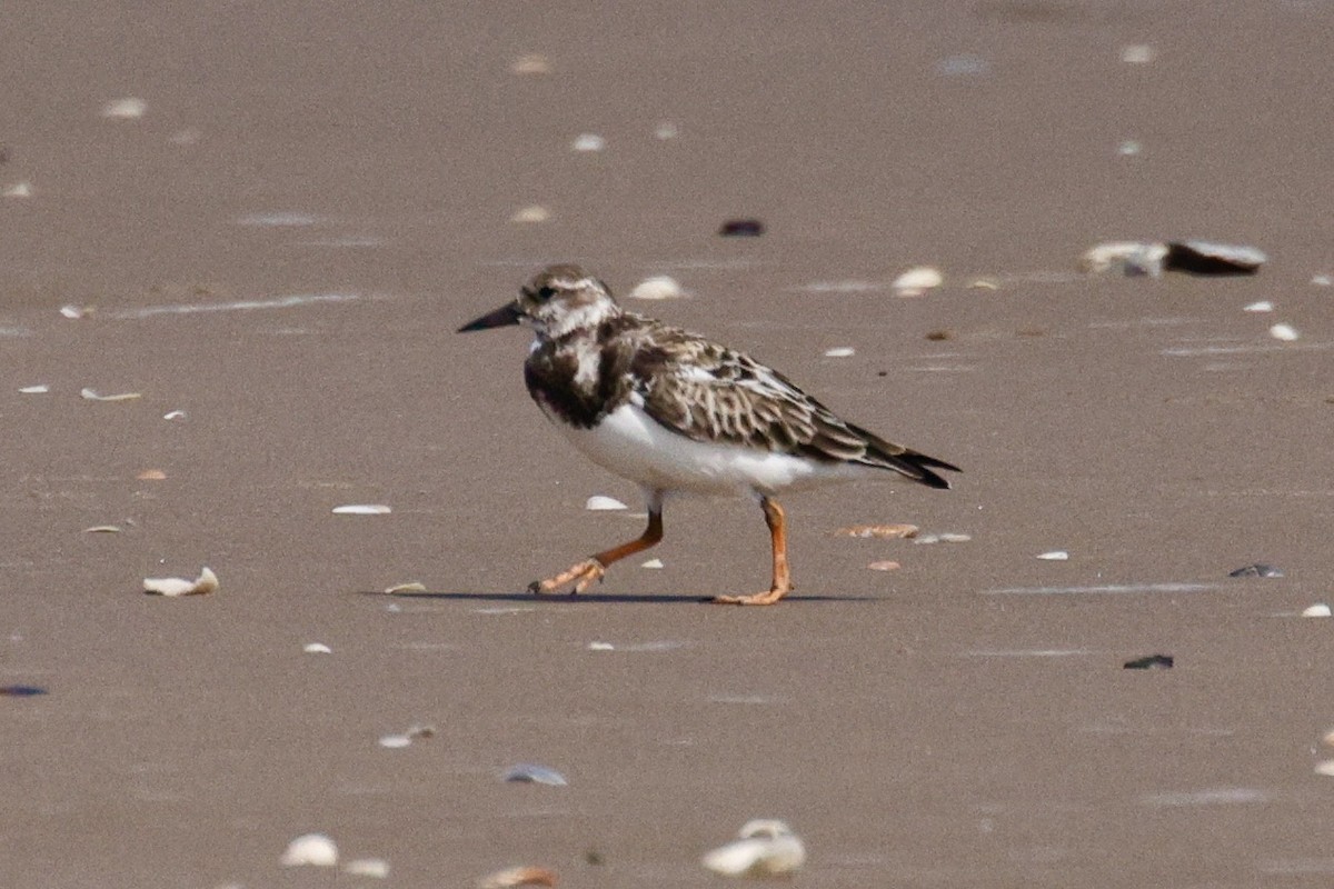 Ruddy Turnstone - ML626183968