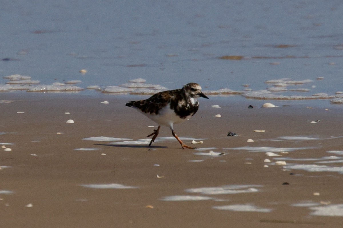 Ruddy Turnstone - ML626183969