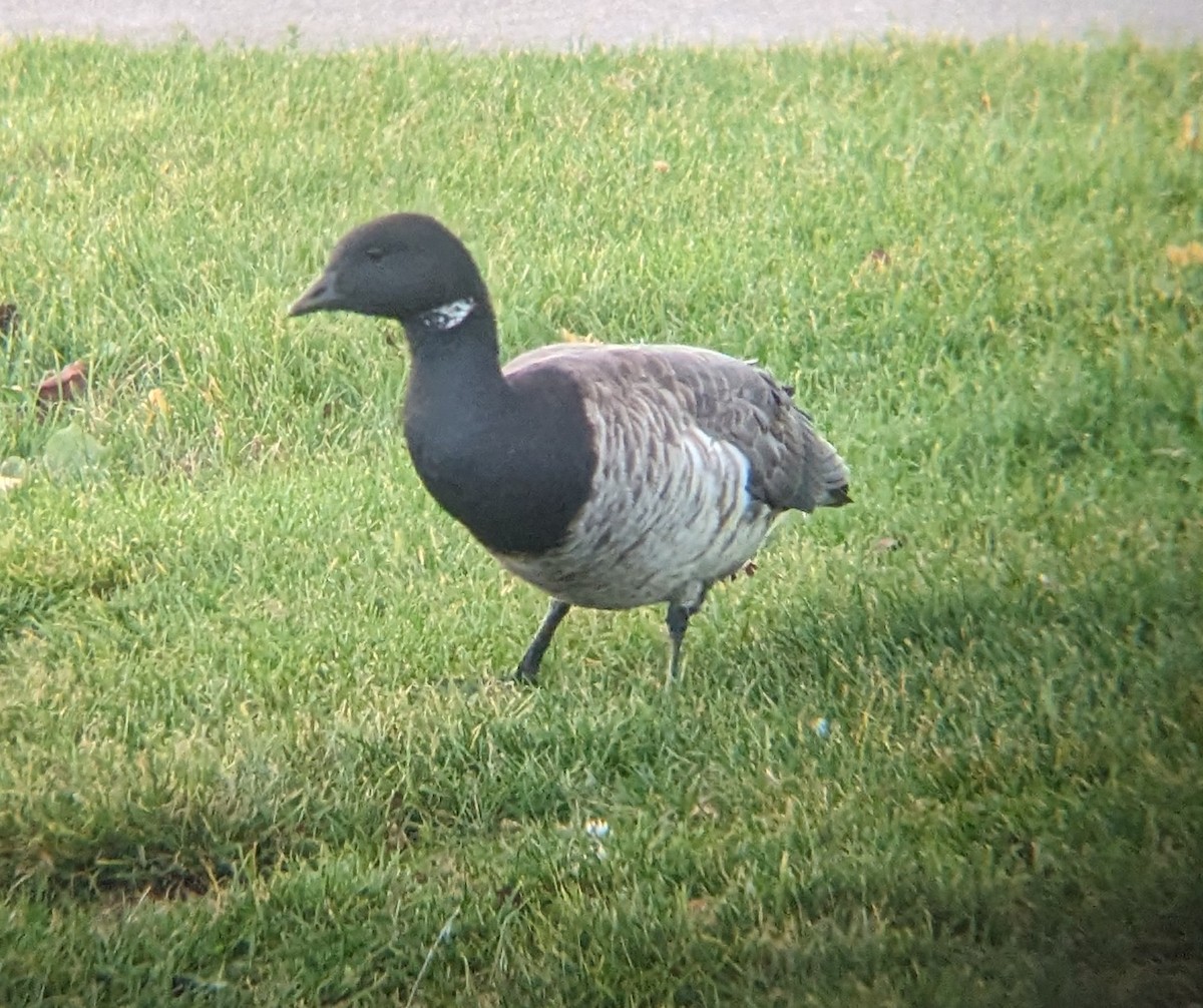Brant - ML626183984