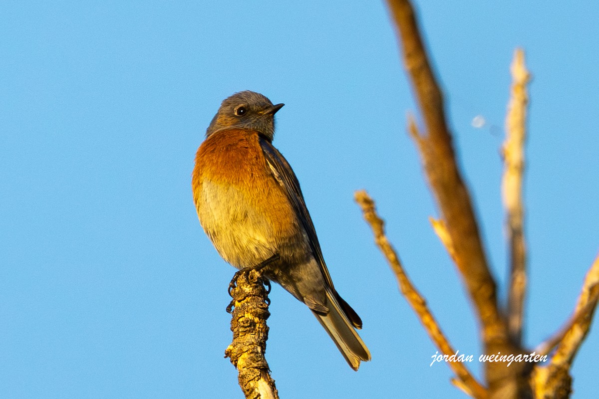 Western Bluebird - ML626184023
