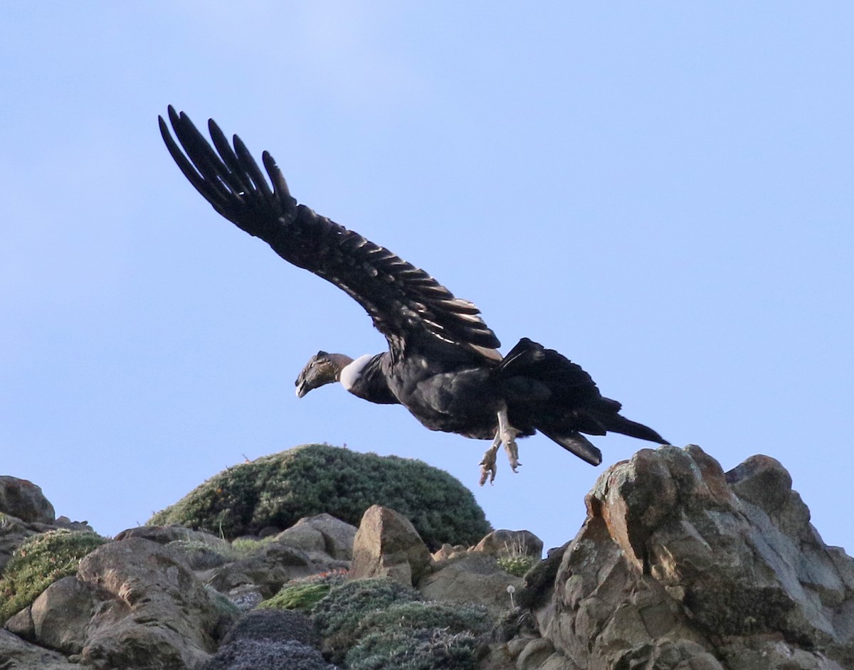 Andean Condor - ML626184096