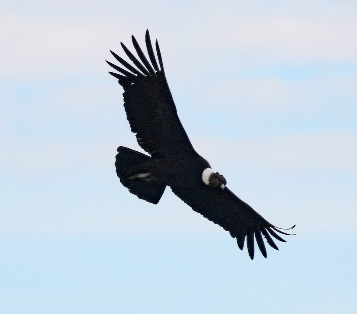 Andean Condor - ML626184097