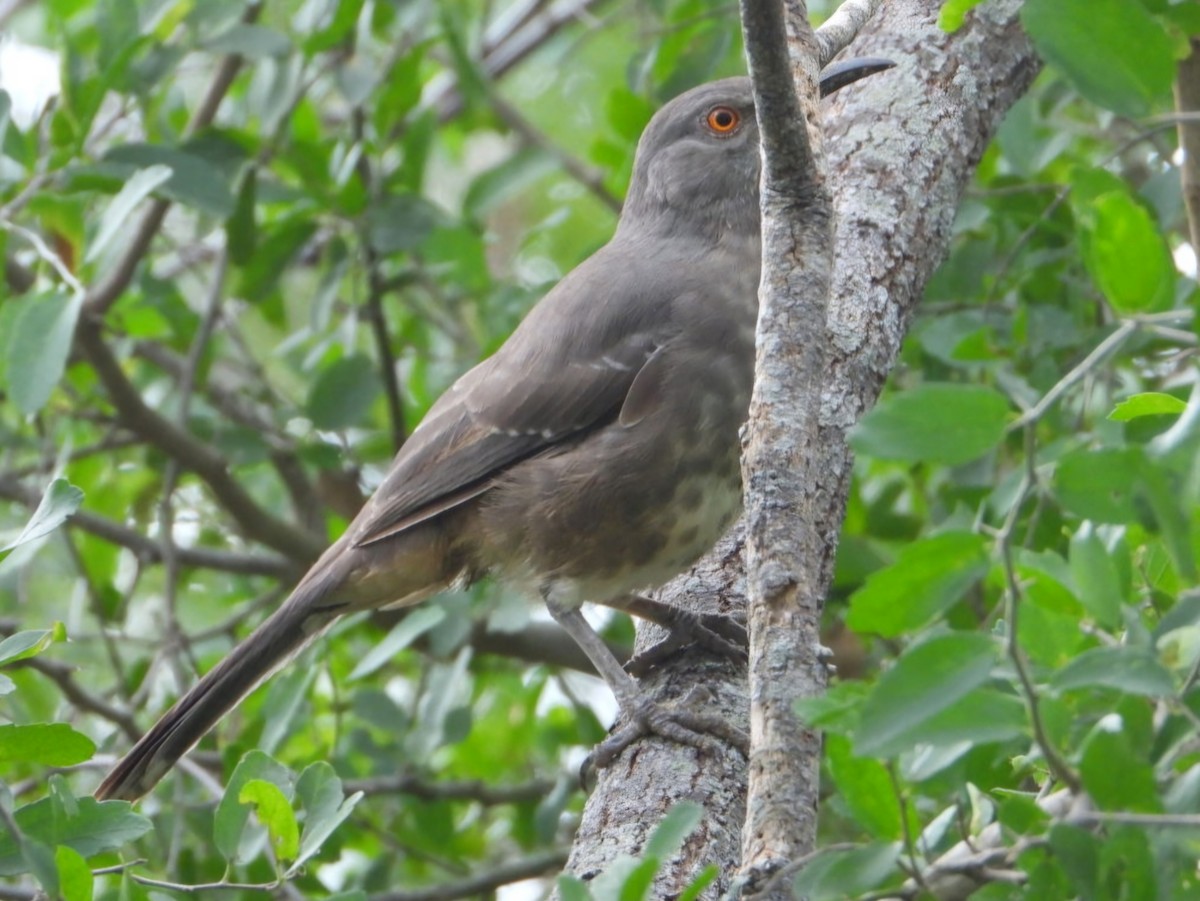 Curve-billed Thrasher - ML626184177