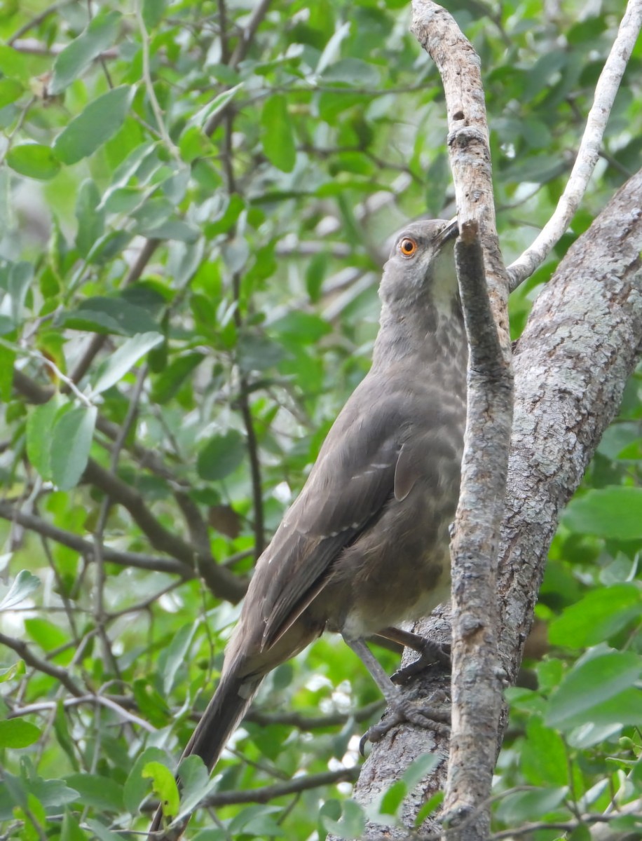 Curve-billed Thrasher - ML626184178