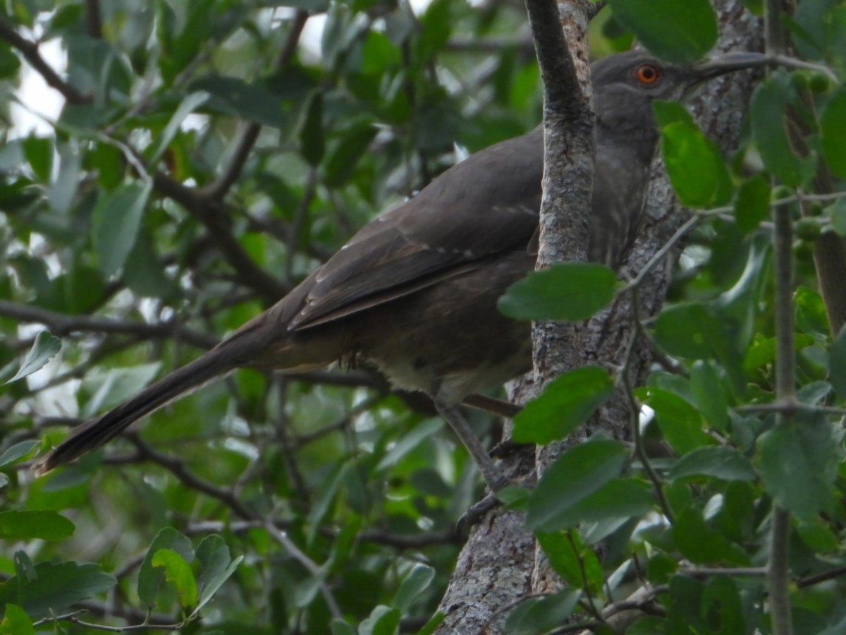 Curve-billed Thrasher - ML626184179