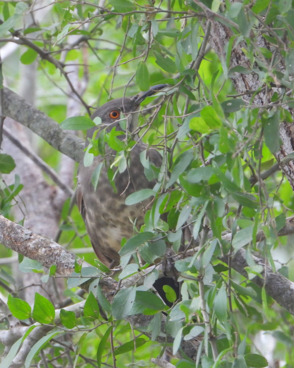 Curve-billed Thrasher - ML626184180