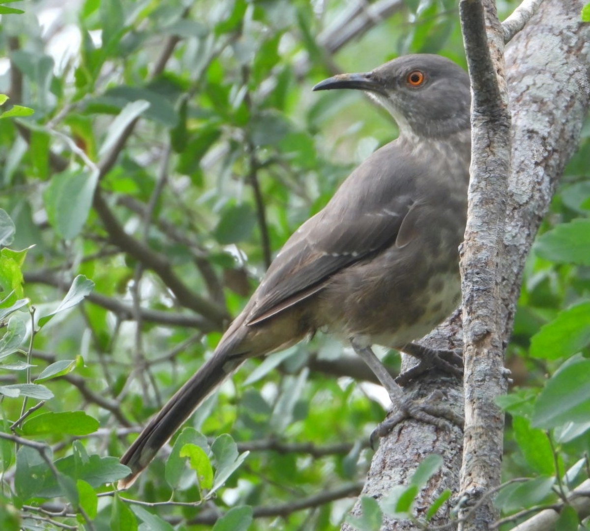 Curve-billed Thrasher - ML626184182