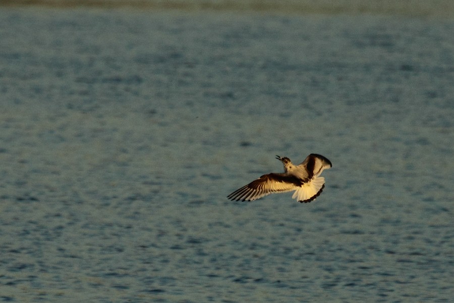 Little Gull - ML62618421