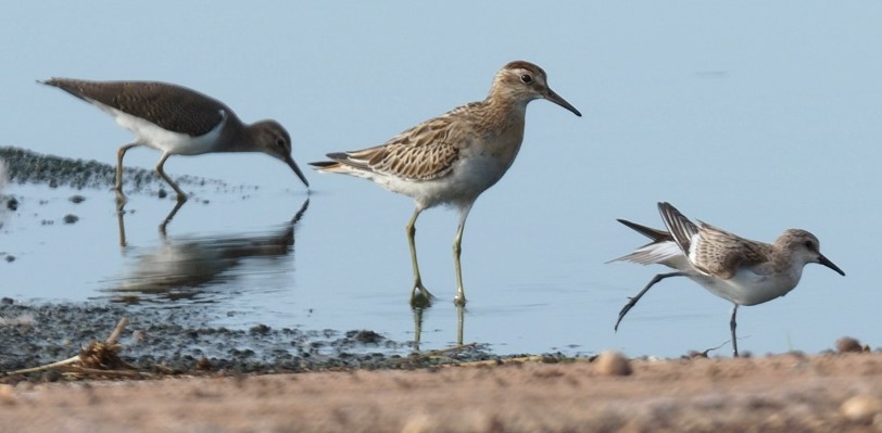 Red-necked Stint - ML626184213