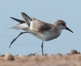 Red-necked Stint - ML626184219