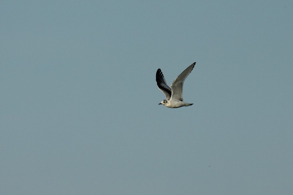 Little Gull - ML62618431