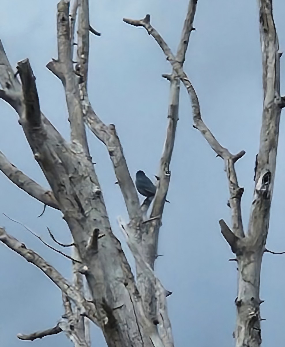 Geai des pinèdes - ML626184423