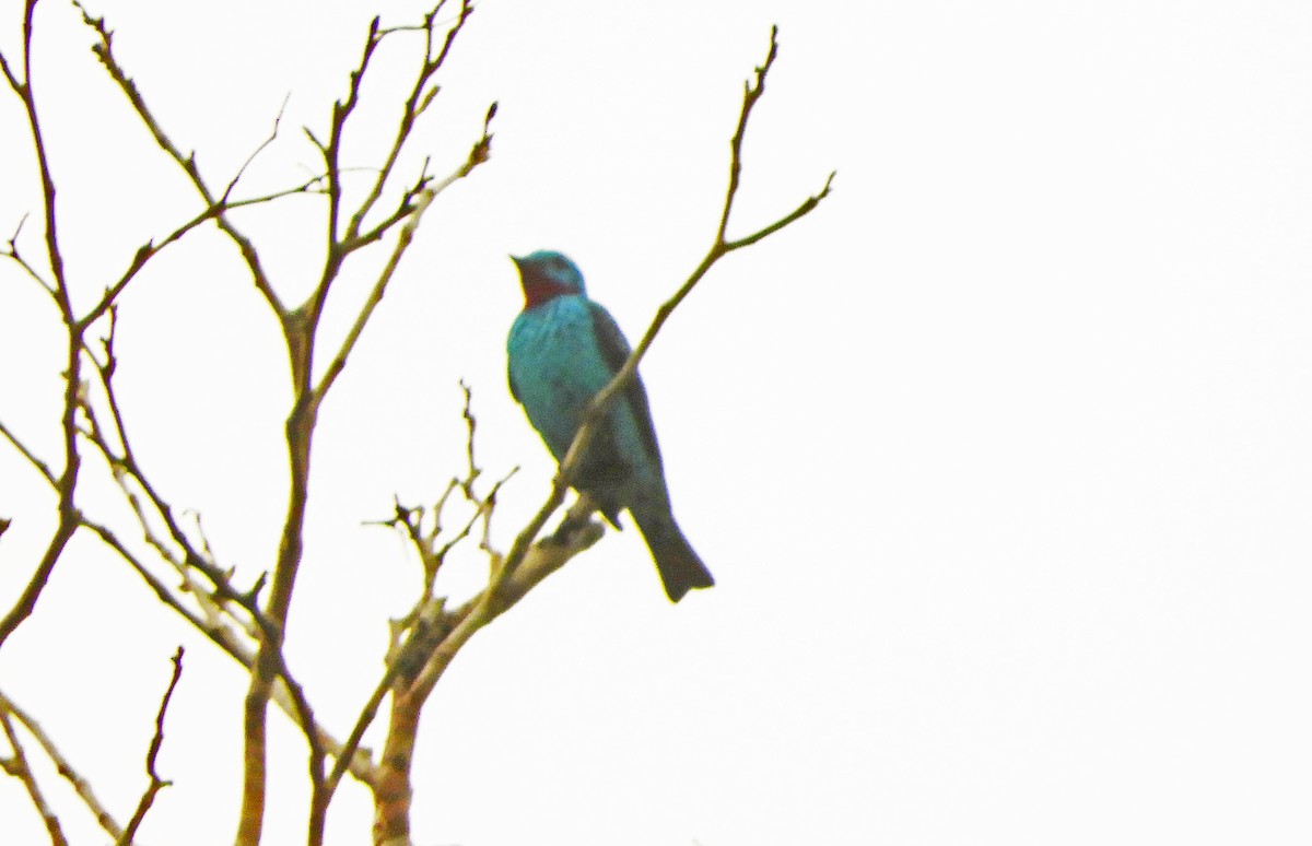 Spangled Cotinga - ML626184437
