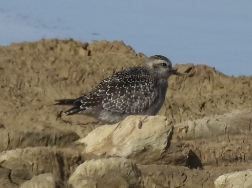 American Golden-Plover - ML626184629