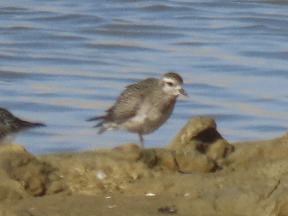 American Golden-Plover - ML626184630