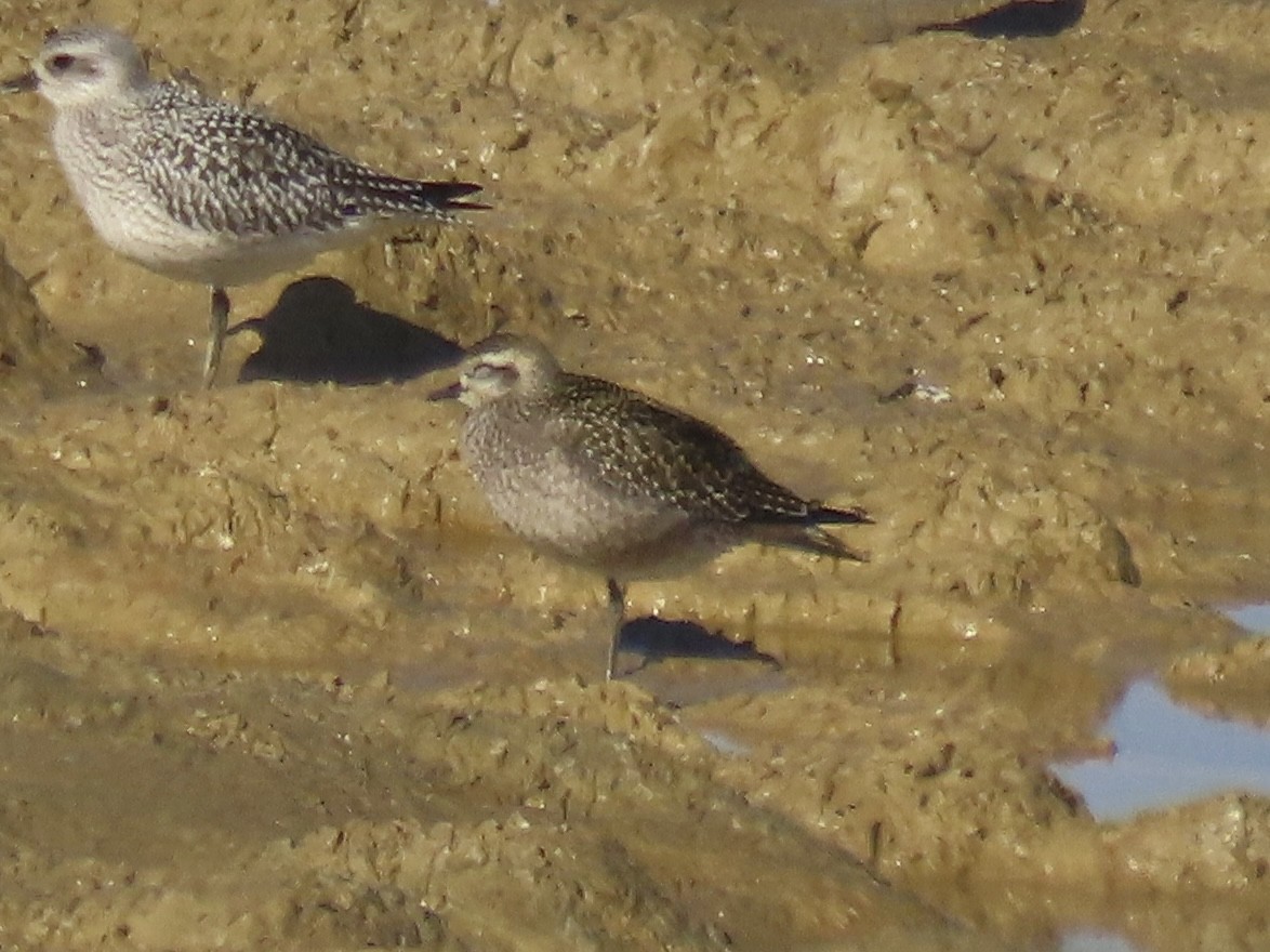 American Golden-Plover - ML626184631