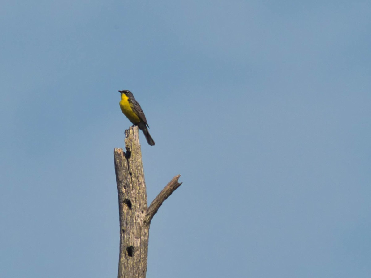 Kirtland's Warbler - ML626184689