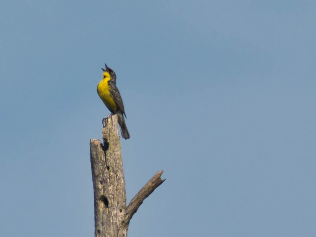 Kirtland's Warbler - ML626184690