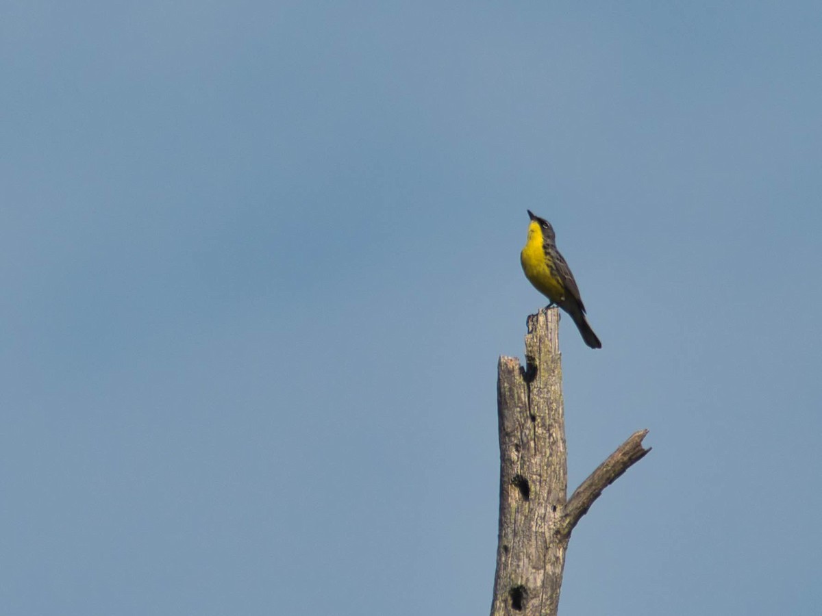 Kirtland's Warbler - ML626184691